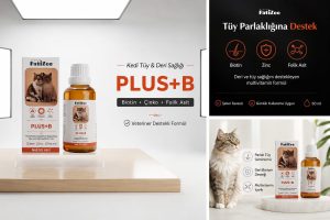 Kedilerde Tüy Dökülmesi Neden Artar? Tüy Sağlığını Desteklemek İçin Neler Yapılabilir?
